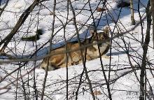 Біля Ужгорода сфотографували вовка (ФОТО)