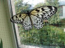 На День знань в Ужгороді «розліталися» тропічні метелики