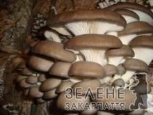 Гриби із закарпатського городу