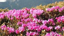 Одне з екзотичних чудес природи – квітучий рододендрон – можна споглядати в Карпатах (ФОТО)