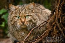 Закарпатський самітник – лісовий кіт