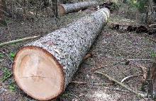 ДП “Берегівське ЛГ” завдало шкоди лісу на 100 тисяч гривень