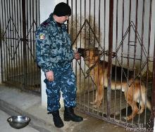 Не буває дурного собаки, буває лінивий кінолог