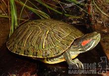 Скоро у фауні Закарпаття може з’явитися ще один вид черепахи – червоновуха прісноводна