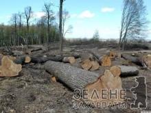 У Закарпатській держекології встановили факти незаконних рубок лісу