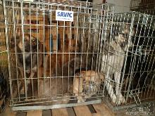 «4 лапи» втричі зменшили проблему безпритульних собак в Ужгороді 