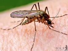  Нашестя комарів в Ужгороді скоро мине