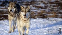 Закарпаття займає третє місце в Україні за кількістю публікацій про знищення вовків