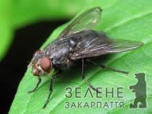Розцокотілися закарпатські мухи