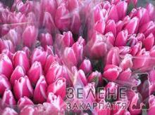 8 Березня серед квіткових подарунків фаворитками на Закарпатті були першоцвіти і тюльпани