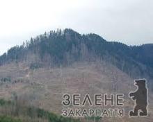 На Воловеччині схили колись лісистих гір тепер практично "лисі"
