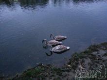 В Ужгороді на Ужі з'явилися троє молодих лебедів