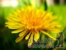 Найпопулярніша весняна польова квітка — кульбабка — основа для чаїв, кави та меду