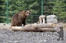 Центр реабілітації бурого ведмедя- на що їдуть дивитися в НПП "Синевир" туристи?