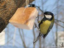 Підгодовувати птахів хлібом –  не дуже корисно, а от сало буде їм до вподоби
