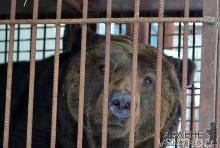 Ведмедя Стефана з хмельницького зоопарку перевезуть до закарпатського "Синевиру"