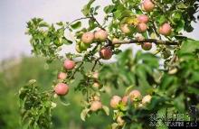 На Закарпатті чекають на багатий урожай яблук, груш та слив