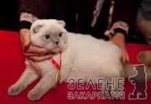 Розпочалася реєстрація на ужгородський конкурс краси серед котів