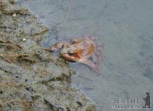 Червонокнижні земноводні гинуть під колесами закарпатських "шумахерів"