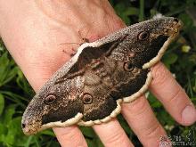 На Закарпатті відновлено зниклий вид найбільшого метелика Європи