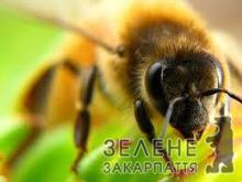 Цьогорічна весна несприятлива для карпатської бджоли