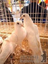 Наступних вихідних в Ужгороді відбудеться виставка голубів 