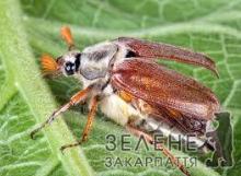 Закарпатські хрущі уже гудуть над вишнями
