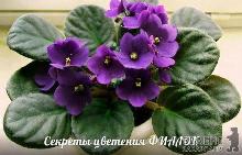 Щоб фіалка цвіла круглий рік...