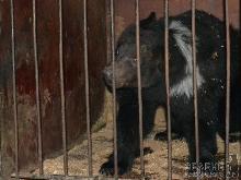У Реабілітаційному центрі бурих ведмедів на Закарпатті з'явився однорічний Потап із Харкова
