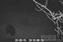 Відеокамера WWF зафіксувала ведмедя в горах Закарпаття (ВІДЕО)