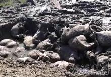 На Закарпатті масово загинули розрекламовані сірі угорські корови (ВІДЕО)