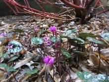 В Ужгороді зацвіли цикламени