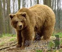 На Закарпатті вивчали популяцію ведмедя бурого в Українських Карпатах