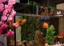 В Ужгороді творитимуть сакури в міні-акваріумах