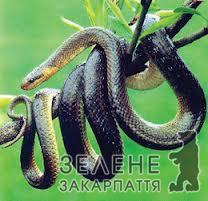 Обережно, в закарпатських лісах: гадюки!