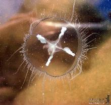 Закарпатських медуз важко впіймати