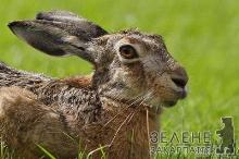  Закарпатський заєць є унікальним, бо єдиний зі свого роду у нашому краї