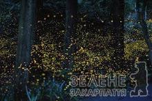 Найбільше закарпатських світлячків проживає у лісах Невицького та Оноківцях