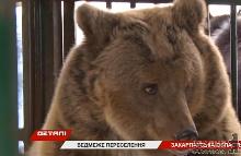 Ведмедиця Ляля з Дніпра звикає до життя в нових умовах на Закарпатті (ВІДЕО)