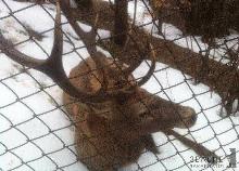 Головний лісничий Рахівщини сподівається, що поліція знайде винних у вбивстві благородного олен