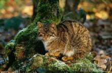 Карпатського лісового кота знищують люди та… свійські коти