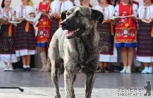 В Ужгороді пес бере участь в усіх суспільних акціях та отримав титул "Душа міста" 