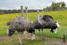 У фермера з Хуста на господарстві понад 100 страусів