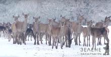 У Берегівському лісництві збільшилась популяція оленів, косуль та муфлонів (ВІДЕО)