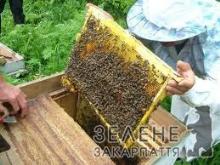  Закарпатський бджоляр не радить забирати весь мед з вуликів