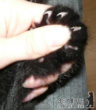  І Мурчик веселий, і штори цілі - про обрізання кігтів у домашніх умовах