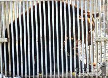 400-кілограмовий Стефан із Хмельницька оселився в центрі бурих ведмедів на Закарпатті