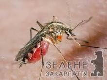 На Закарпатті розпочався сезон комарів