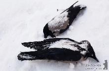 В Ужгороді через морози, сніг і відсутність корму гинуть птахи (ФОТО)