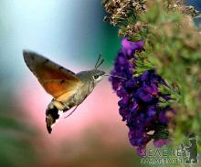 Закарпатські метелики-колібрі летять зимувати в Африку
